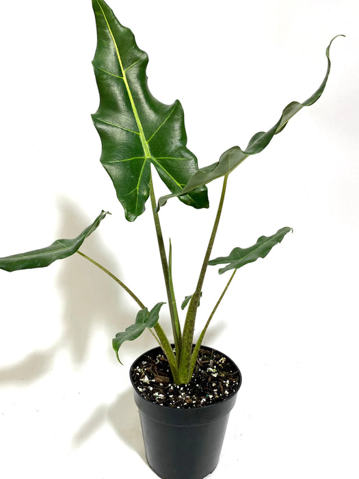 Alocasia zebrina Sarian 250mm