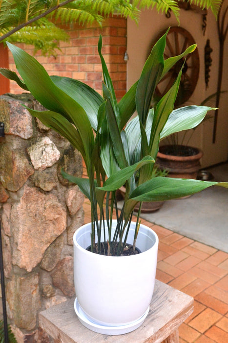 Aspidistra elatior 200mm