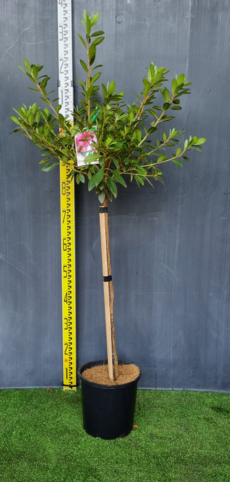 Azalea assorted std 200