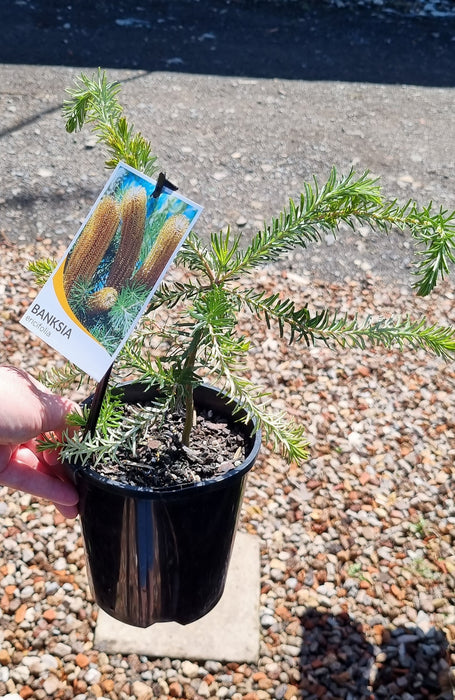 Banksia ericifolia 140mm