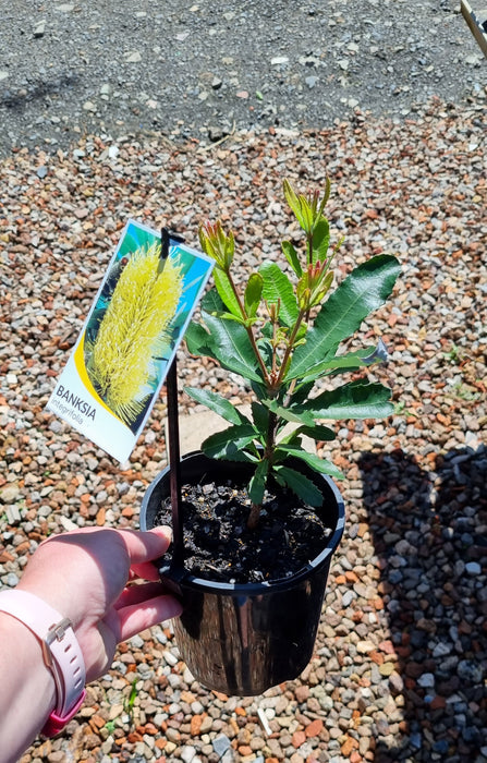 Banksia integrifolia 140mm