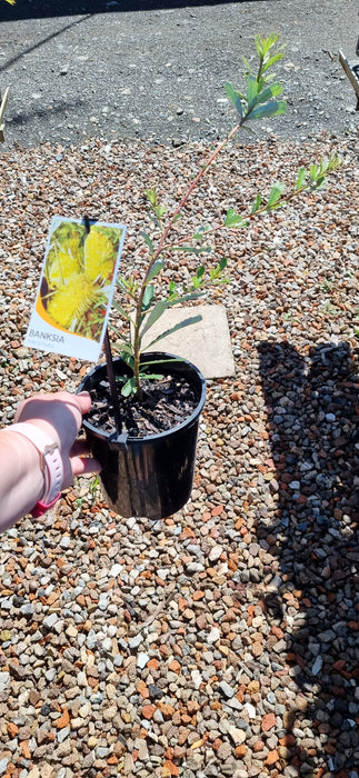 Banksia marginata 140mm
