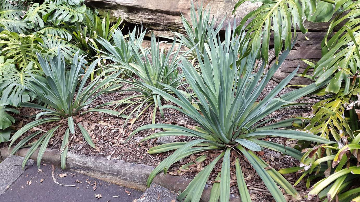 Beschorneria yuccoides 300mm