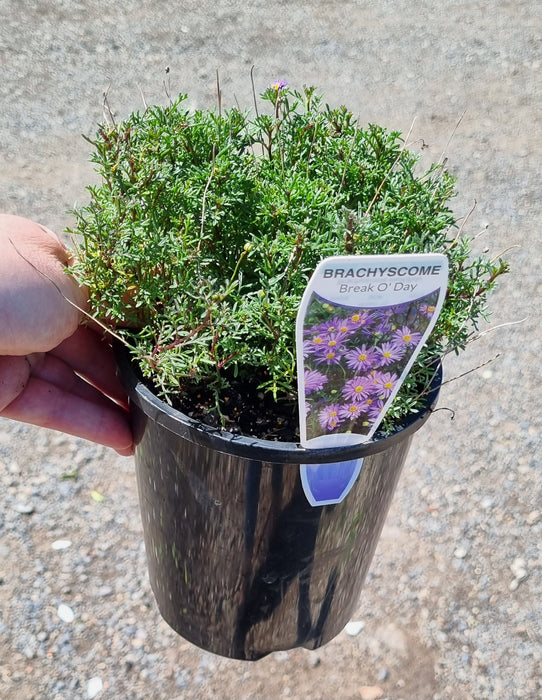 Brachyscome Break of Day 140mm