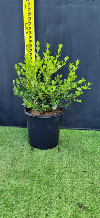 Buxus Faulkner 200mm
