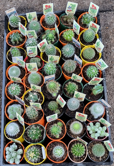Cactus Assorted 70mm