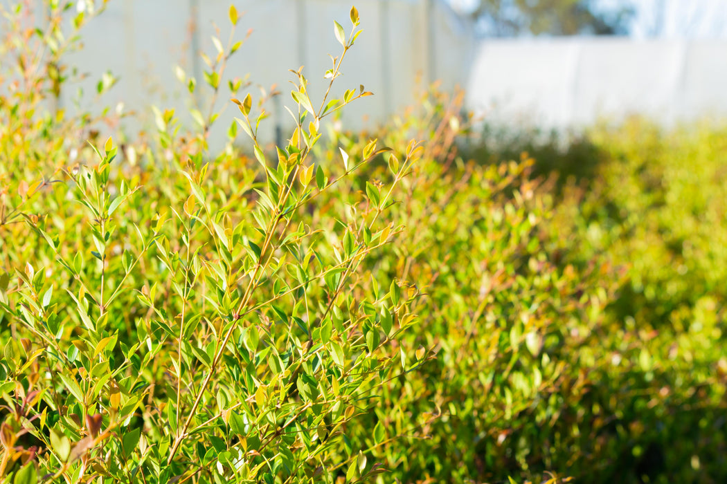 Acmena smithii 'Speed Screen' 300mm