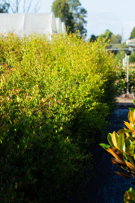 Acmena smithii 'Speed Screen' 300mm