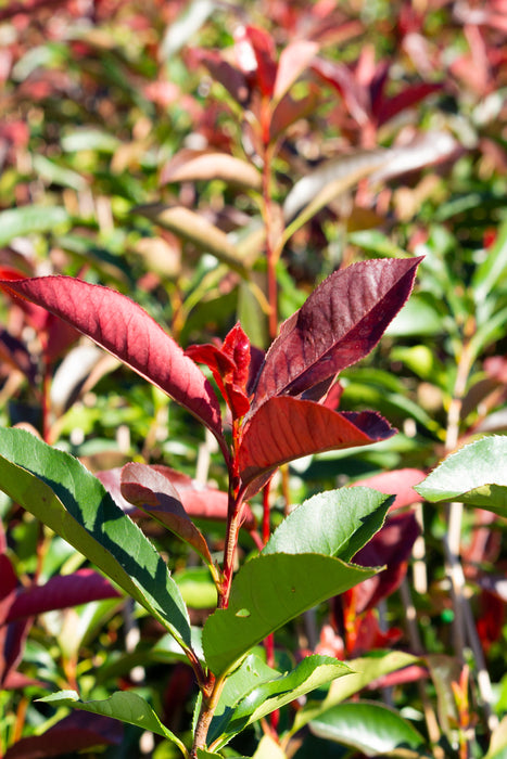 Photinia 'Black Jack' 200mm