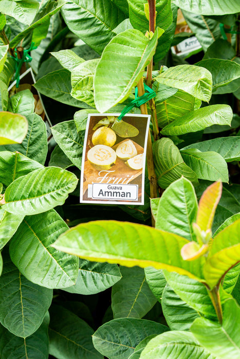 Psidium Guava Amman 300mm