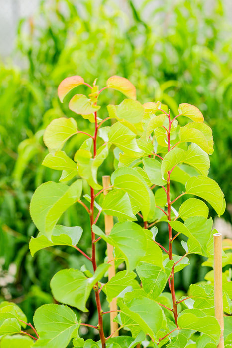 Prunus armeniaca - Moorepark Apricot 250mm