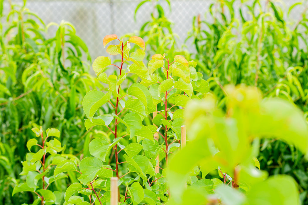 Prunus armeniaca - Moorepark Apricot 250mm