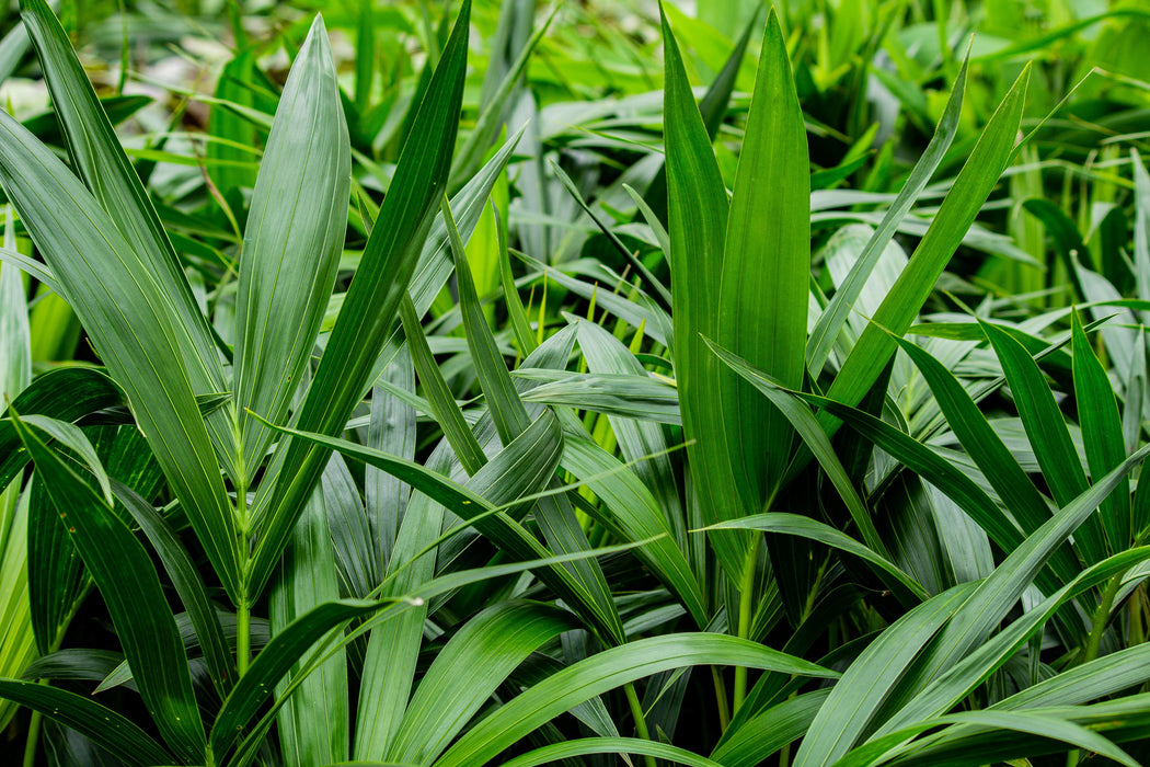 Rhapis excelsa 400mm