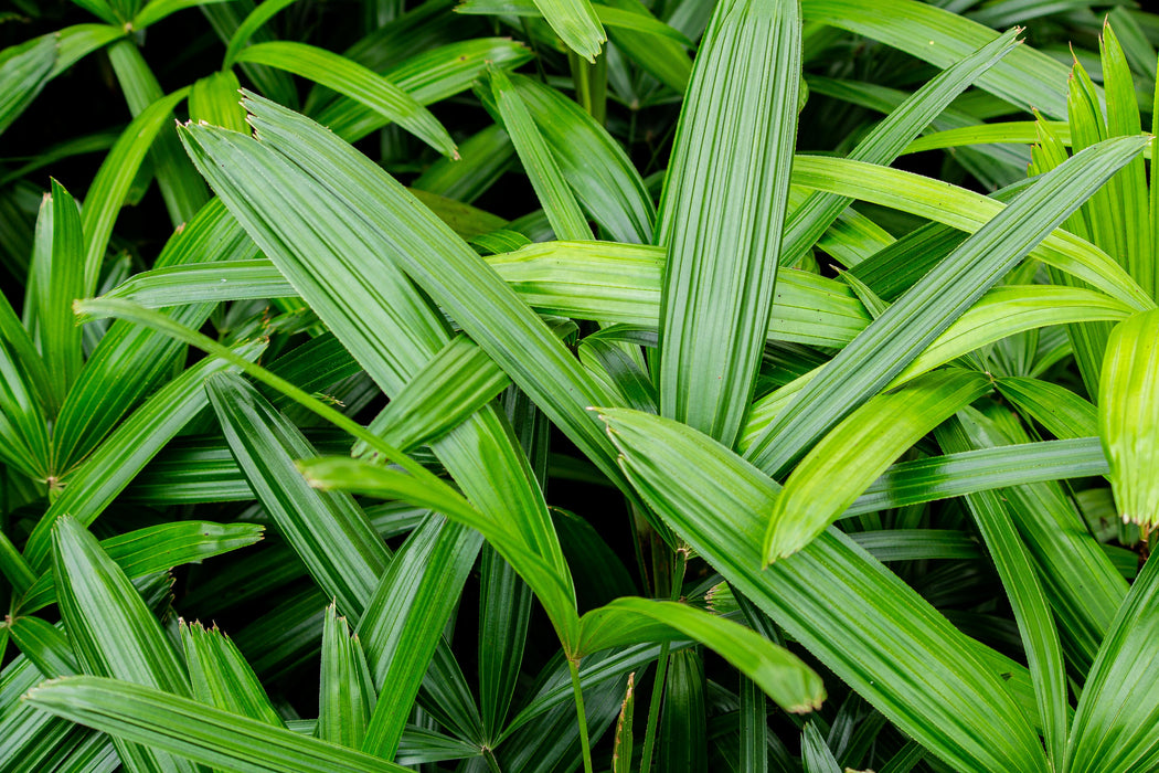 Rhapis excelsa 400mm