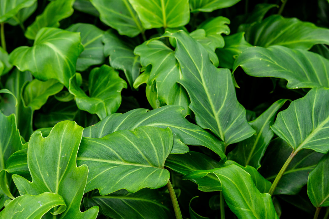 Philodendron Xanadu 250mm