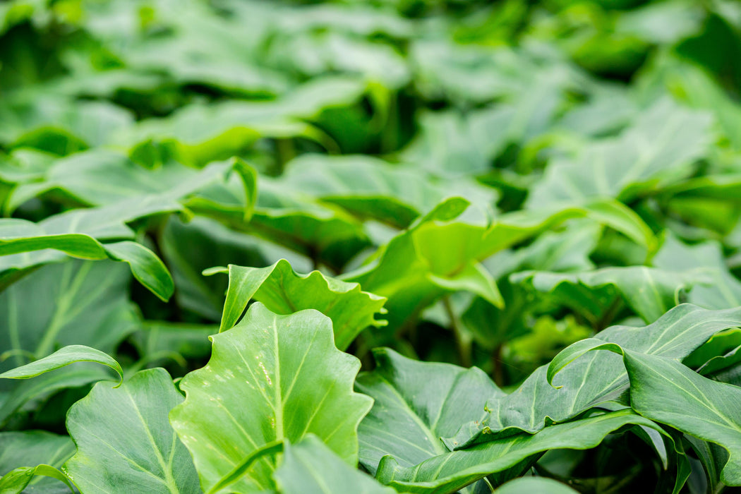 Philodendron Xanadu 250mm