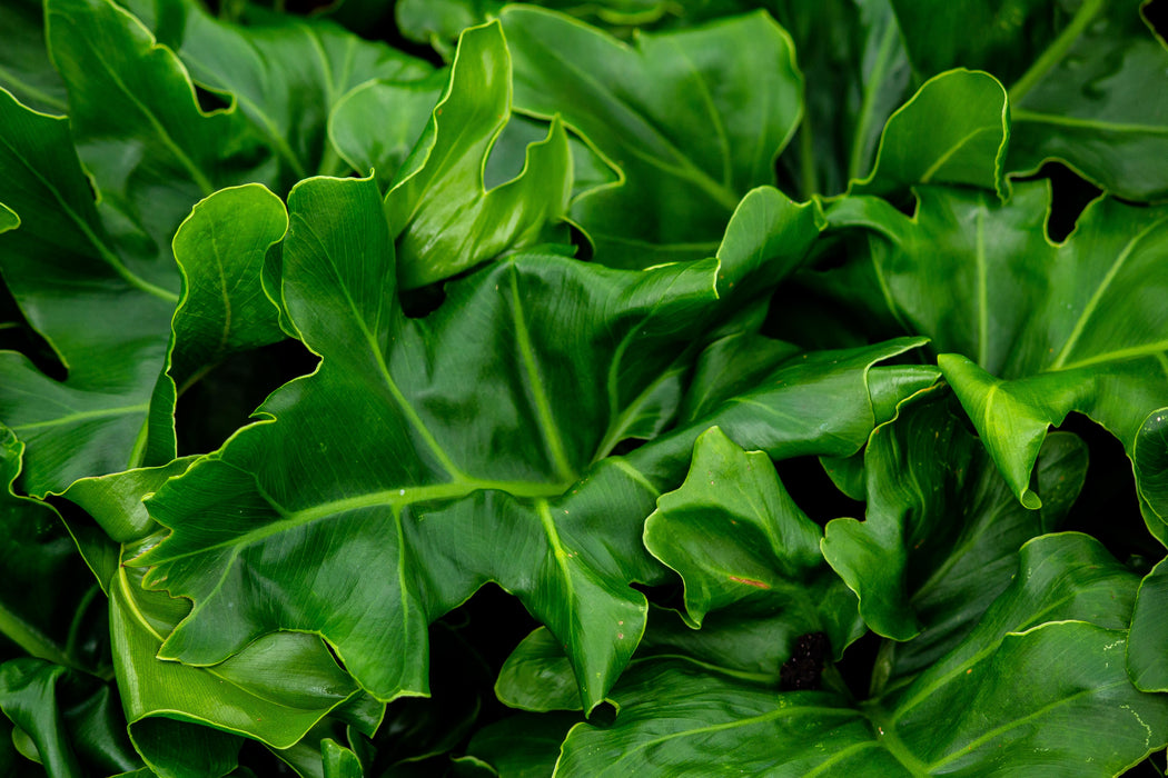 Philodendron 'Super Atom' 200mm