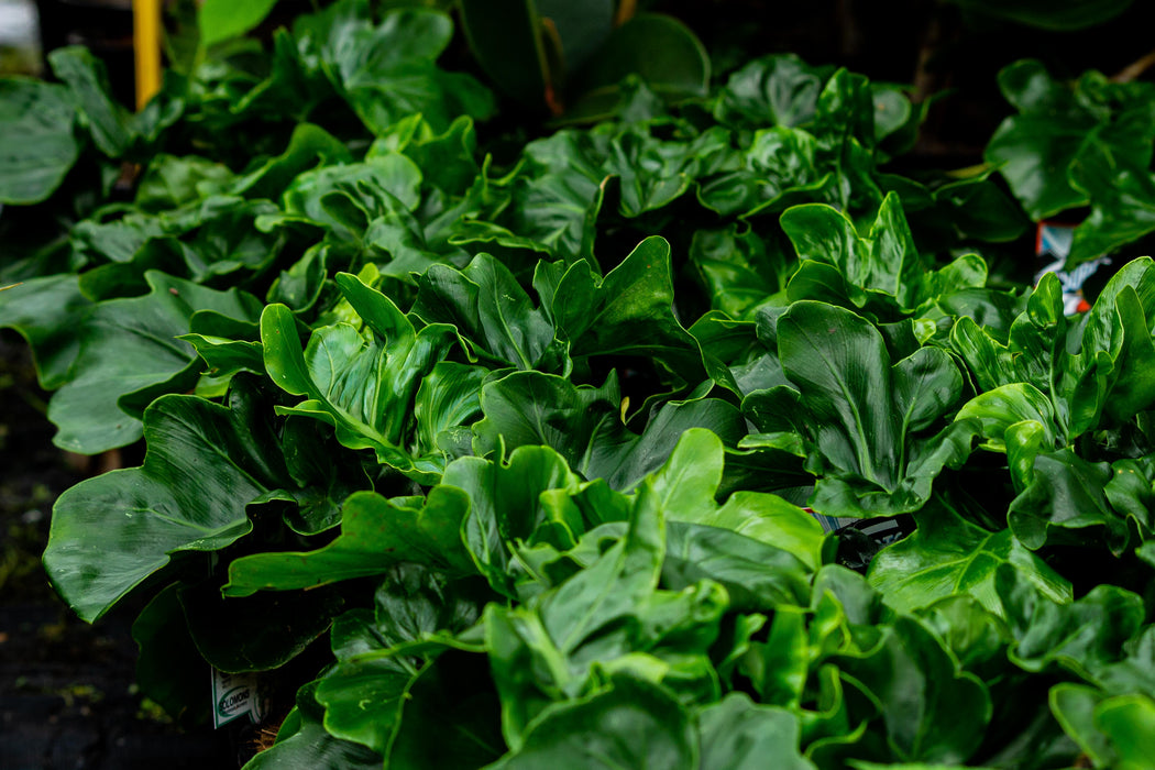 Philodendron 'Super Atom' 200mm