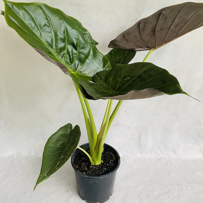 Alocasia wentii 250mm
