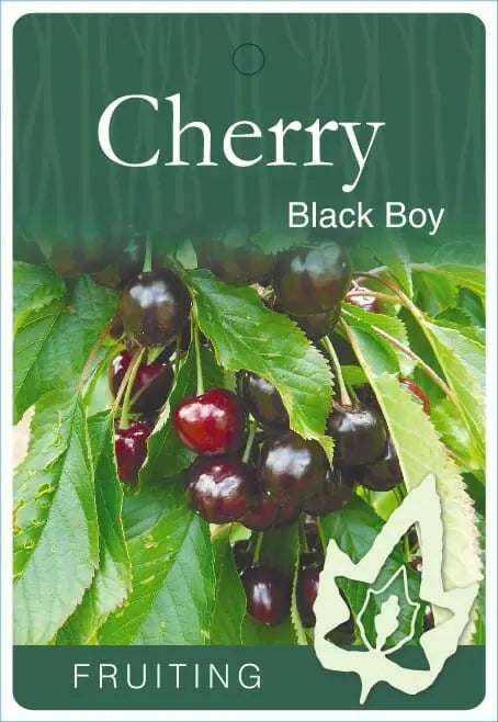 Prunus Cherry Black Boy 250mm