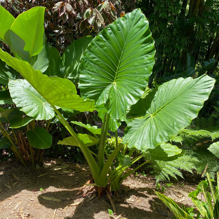 Alocasia macrorrhizos 300mm