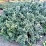 Podocarpus alp Blue Gem 200mm