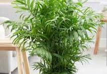 Chamaedorea elegans 200mm - Parlour Palm