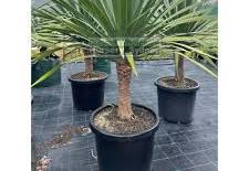 Dracaena Draco 300mm