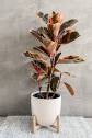 Ficus 'Ruby' 250mm