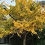 Ginko biloba 200mm - Maiden hair Tree