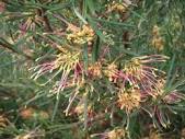 Grevillea Flora Mason 140mm