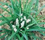 Liriope Munros White 140mm