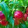 Prunus Nectarine Fantasia Dwarf 18Sq