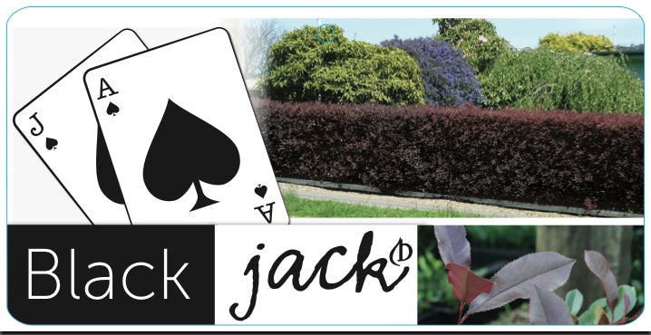 Photinia 'Black Jack' 200mm