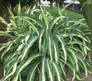 Beschorneria Reality var 300mm