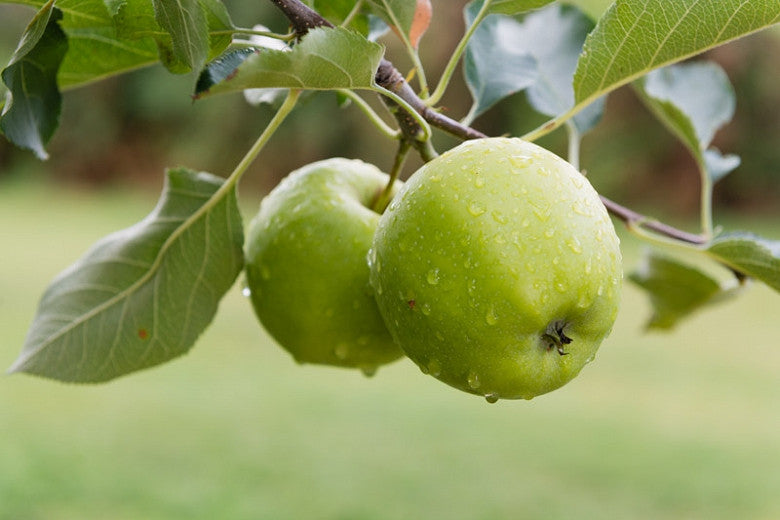 Malus Granny Smith 250mm