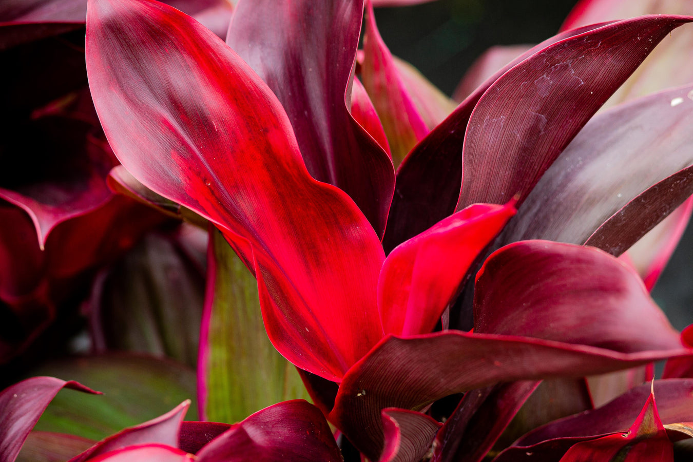 Indoors and Tropicals