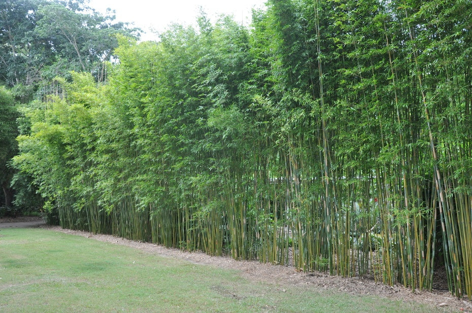 Bamboo textilis gracilis 300mm