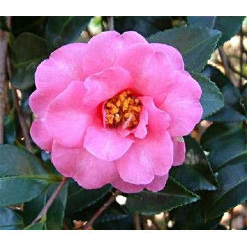 Camellia 'Lucinda' 180mm