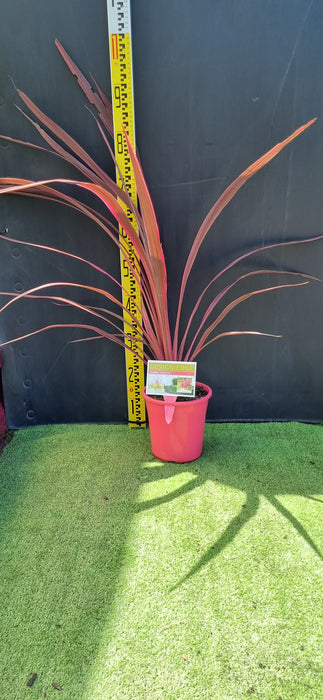 Cordyline Electric Pink 175mm