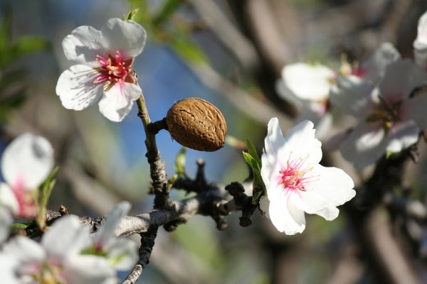 Prunus dulcis Dwarf - Dwarf Almond 180mm