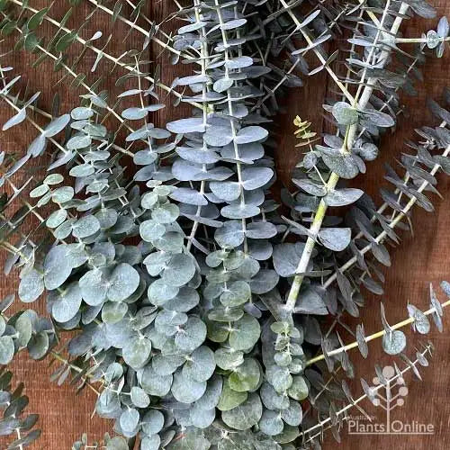 Eucalyptus pulverlenta 'Baby Blue' 140mm — Solomons Wholesale Nursery