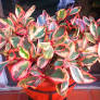 Peperomia clusiifolia Jelly Hanging Basket 175mm