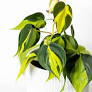 Philodendron hederaceum Brasil 175mm Hanging Baskets
