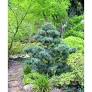 Pinus parviflora Glauca 200mm