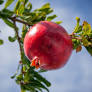 Pomegranate Wonderful 200mm