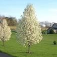 Pyrus Cleveland Select 250mm