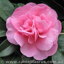 Camellia 'Jennifer Susan 200mm