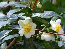 Camellia sinensus 180mm