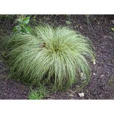Carex 'Frosted Curls' 140mm